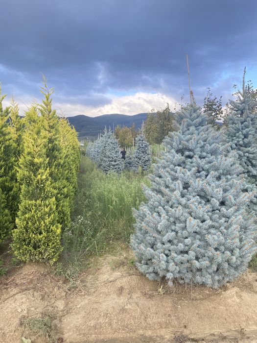 Brazii argintii și verzi