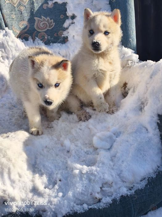 Очаровательные щенки хаски.