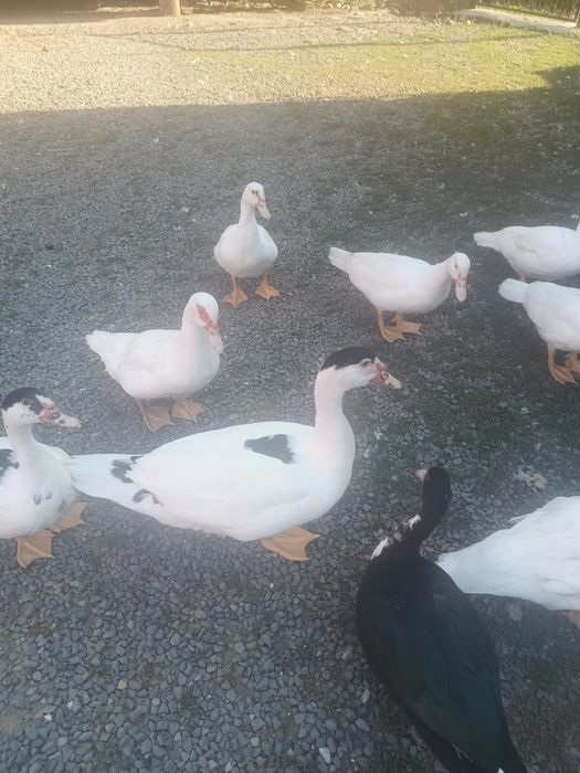 Vand rațe crescute acasa