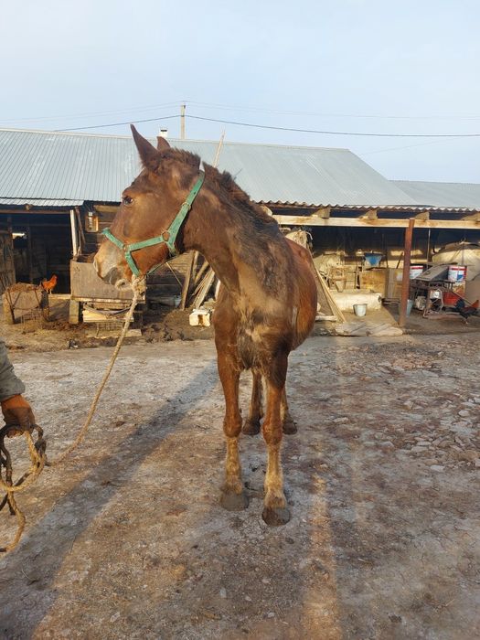 Продам обученую кобылу.