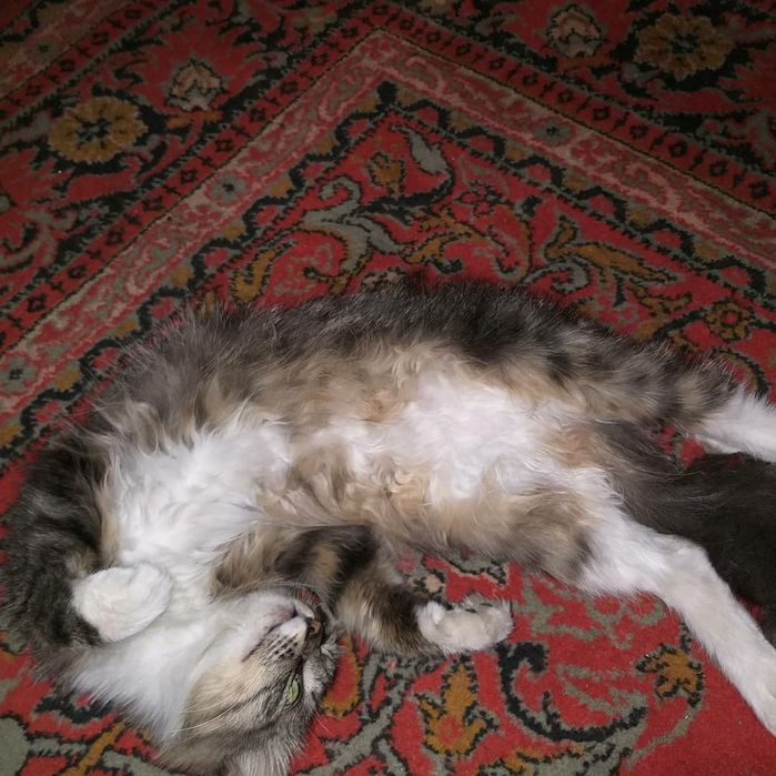 Помогите найти кошку