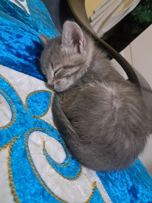 Отдам котят веслоушек
