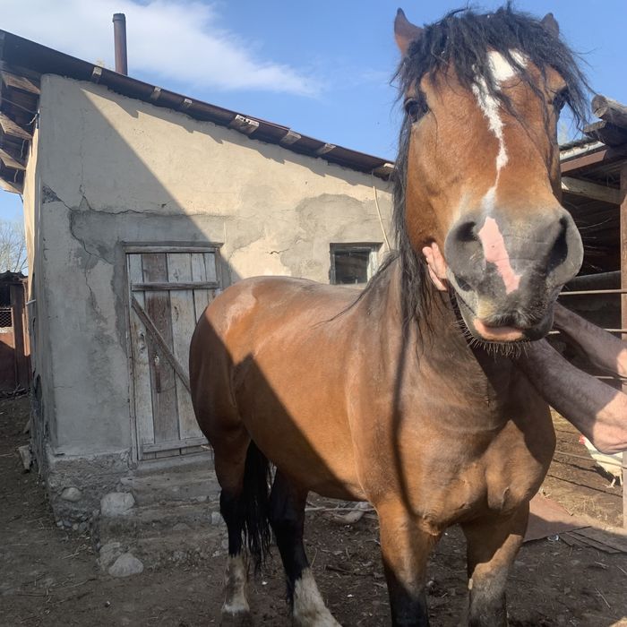 Айғыр сатылады жылкы ат конь