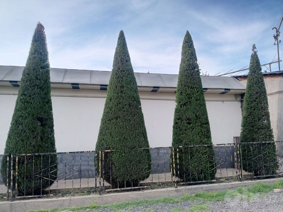 Archa kesish va dorilash xizmati Gazon