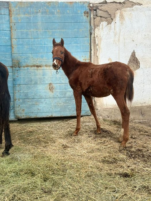 Тазаканды жабагы сатылады