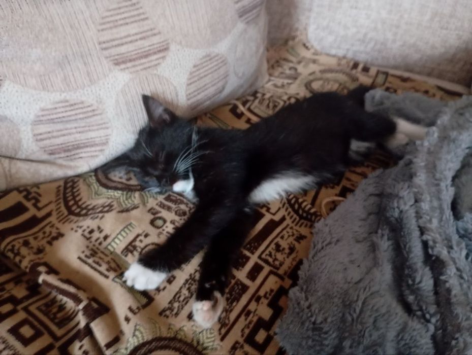 Отдам котят в добрые руки