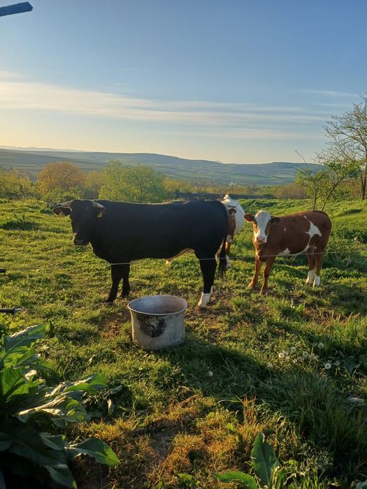 Vand tauri crescuți bio
