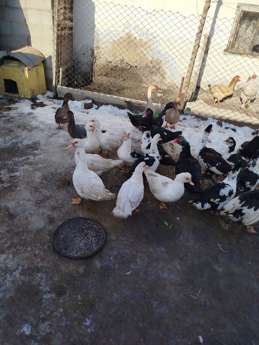 Утки селезни продам