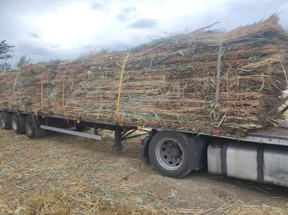 қамыс қамыс маты