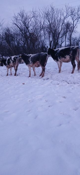 De vânzare 3juninci  belgiene