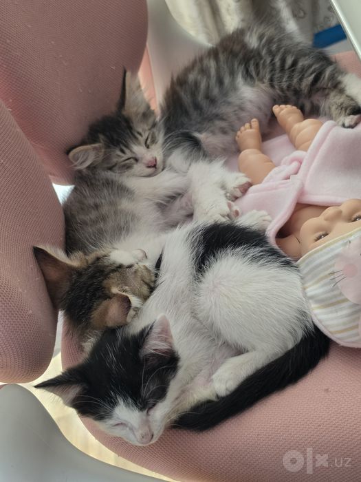 Котята в добрые руки