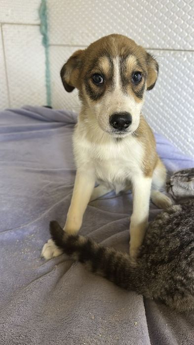 Ищу дом замечательным щенкам