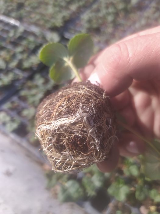 Кошет кобрило кулпынай