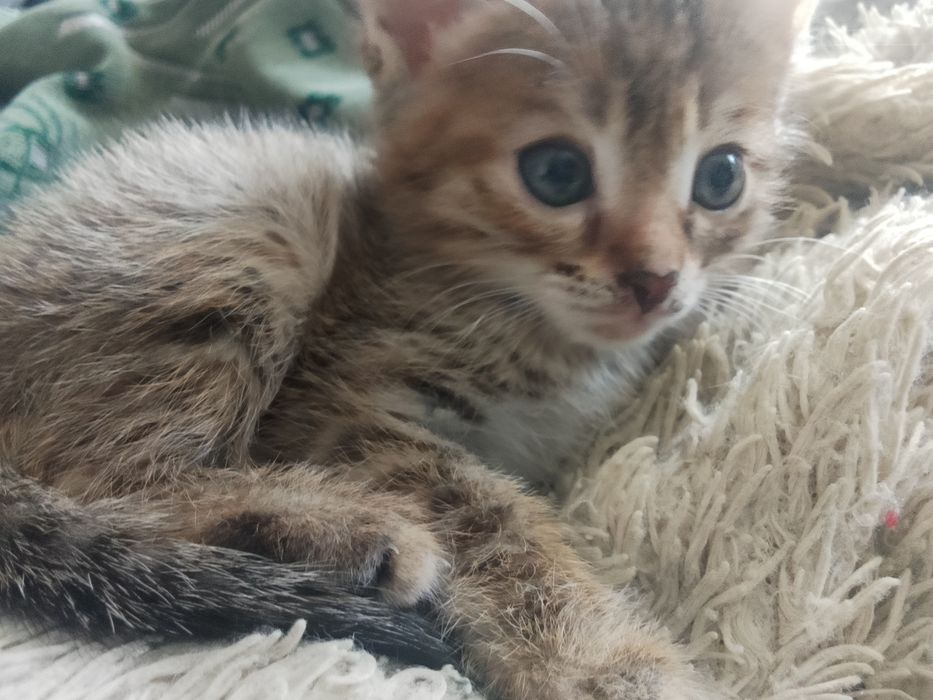 Отдам котят Сатпаев