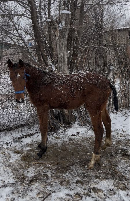 Жабагы-жеребчик