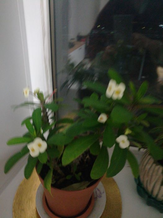 Продам комнатные  цветы