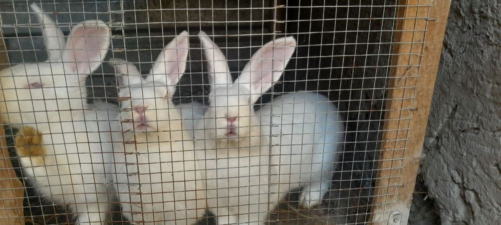 Продаются кролики