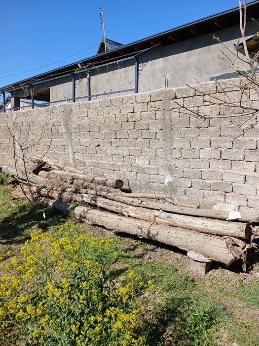 Терак ховлидан кесилган