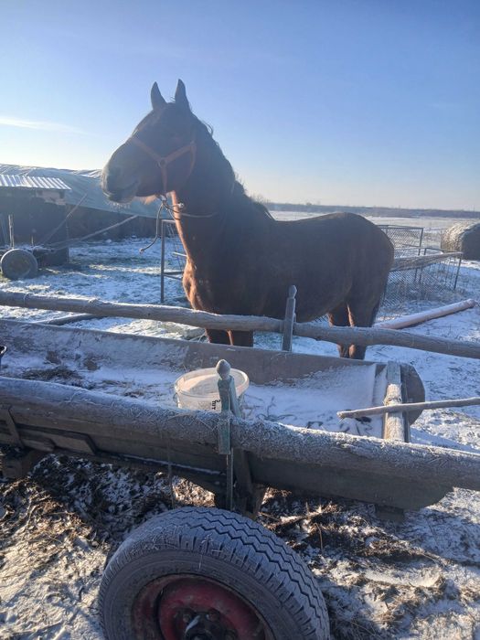 Armasar de vanzare cuminte
