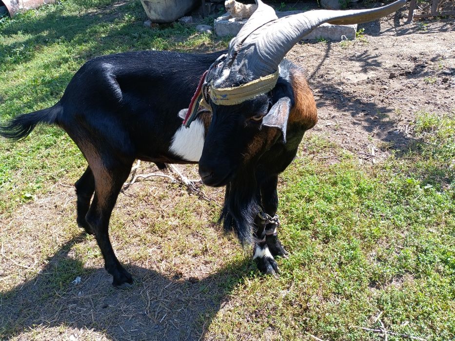 Продам коз молочной породы