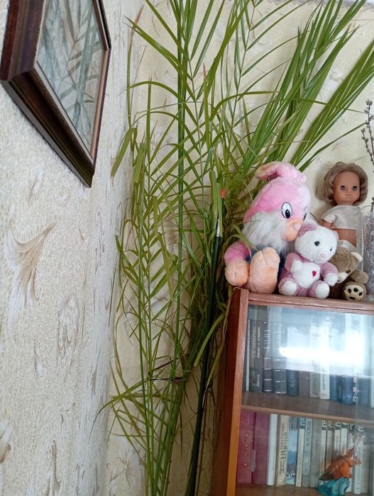 Продам финиковую пальму
