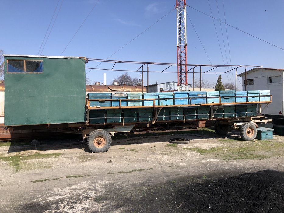 продается пасика с пчёлами.