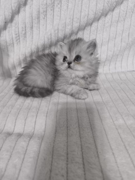 Персидские котята