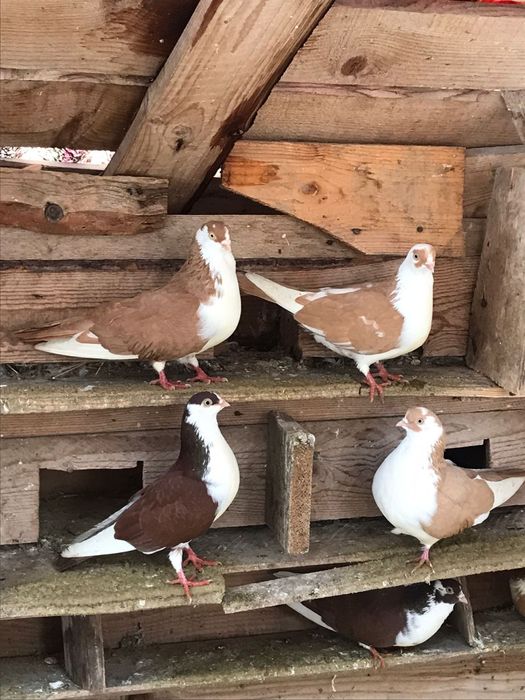Vând porumbei galateni jucatori