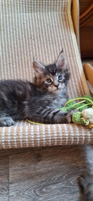 Котята  мейн-кун