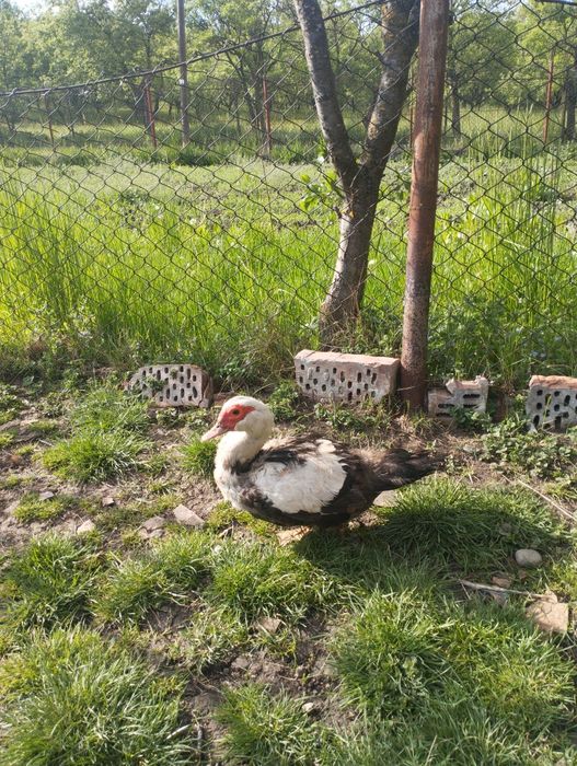 De vanzare un cocos si doua rate