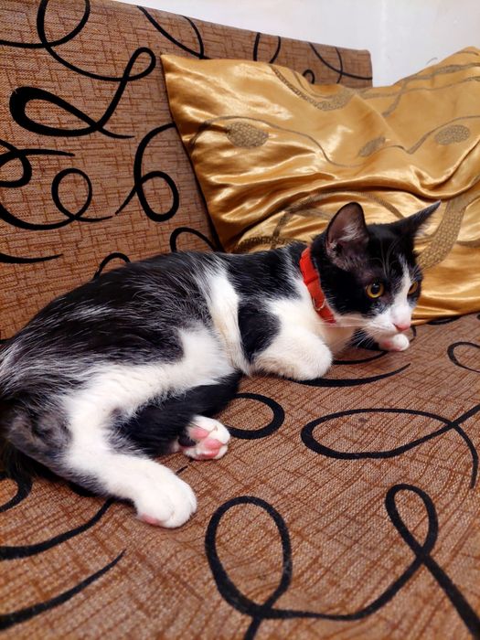 Ghem de blana alb cu negru pentru adoptie