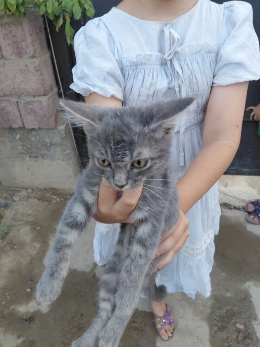 Өте жаксы уй  мысықтар