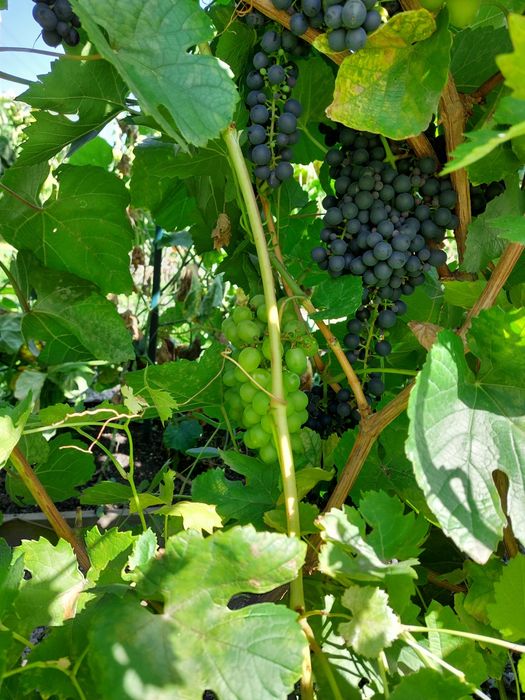 Продам виноград однолетний для посадки.