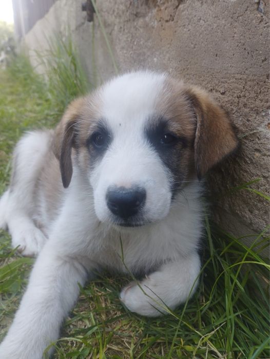 Отдам щенков в добрые руки