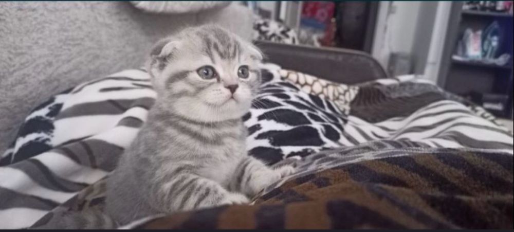 Вязка шотланский кот