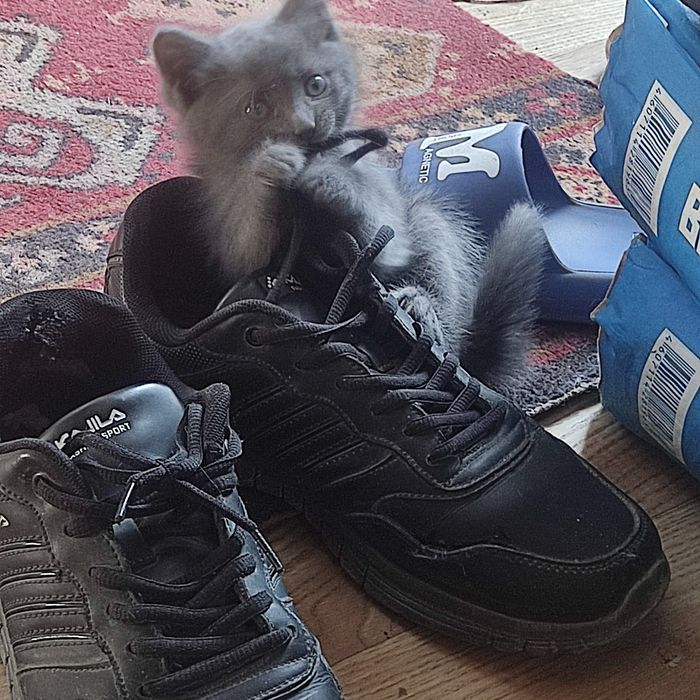 Отдам в добрые руки котенка