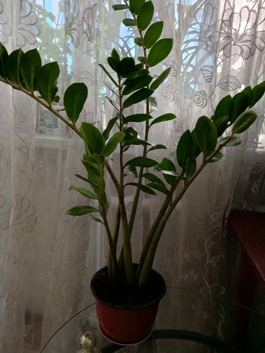 Продам замикулькас-долларовое дерево