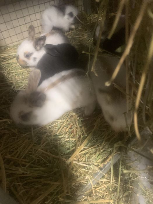 Налични зайци различни породи