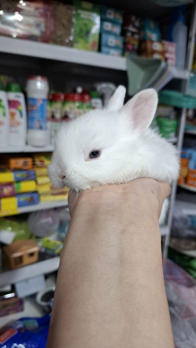 Кролики карликовые поступление