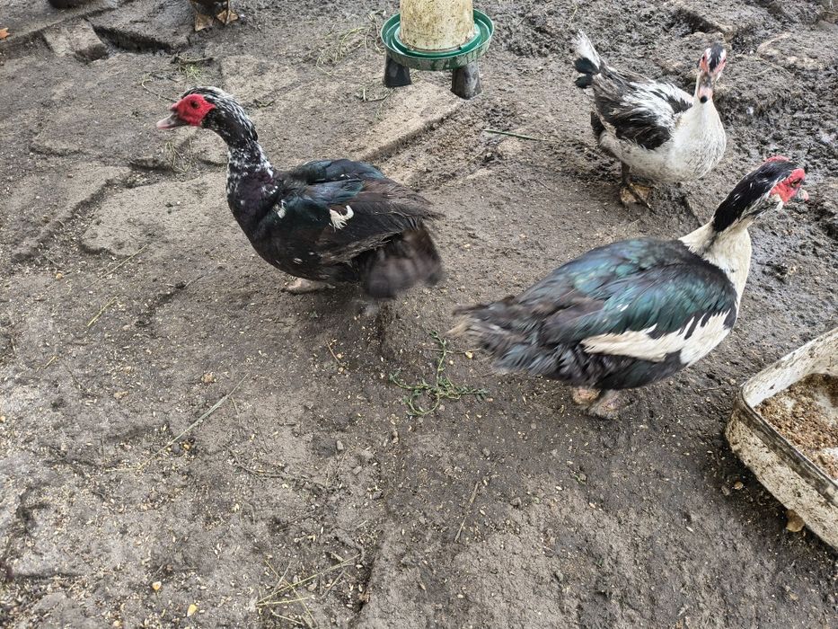 Rățoi mut crescut natural