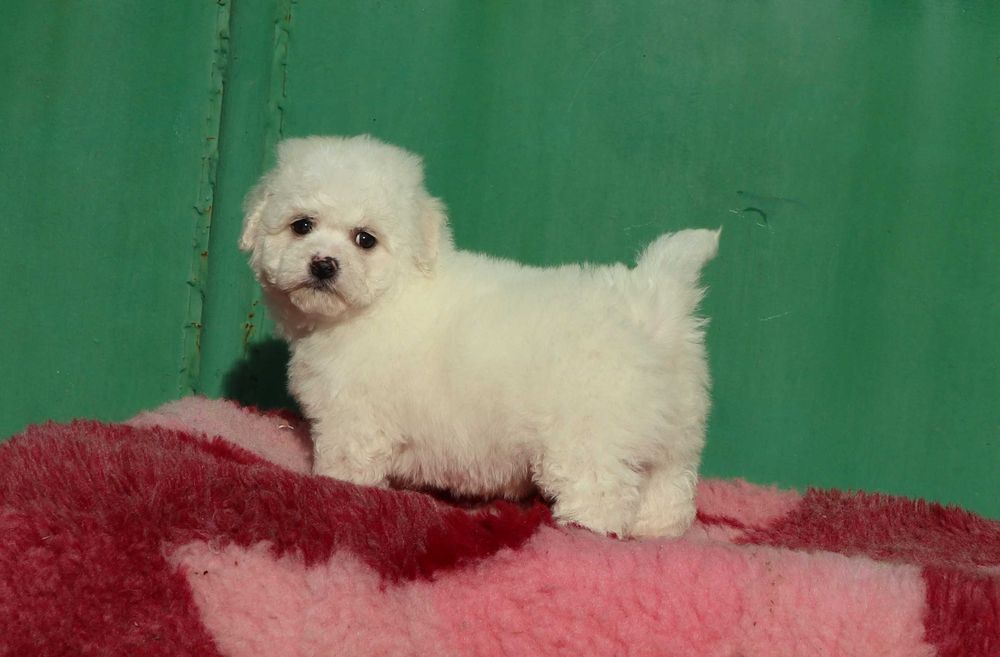 Bichon Frise deosebi cu pedigree FCI