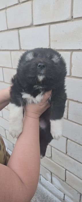 Кавказская овчарка