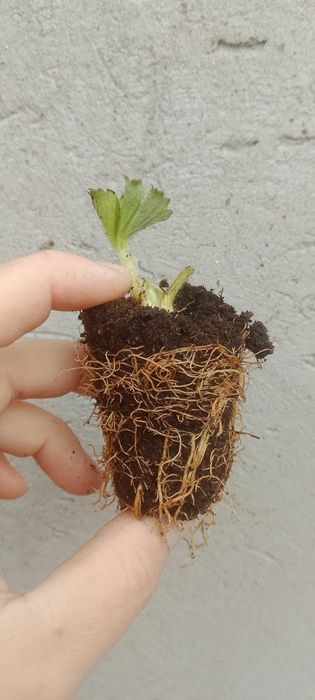 Продам клубнику сортовую