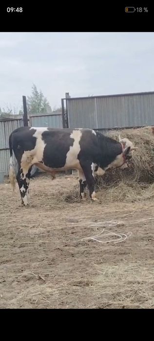 Продам бычков двоих.