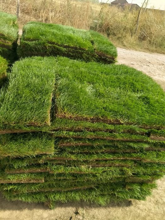 Газон рулонный и посевной.