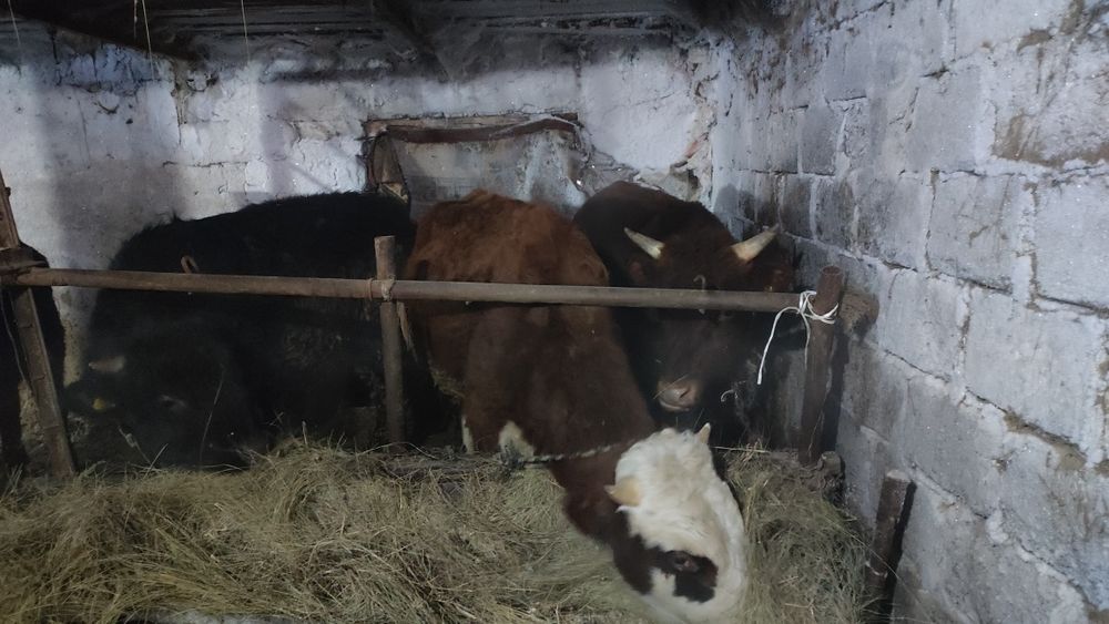 4 Быков. 1 тёлка .