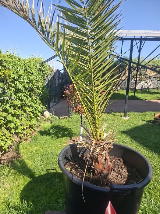 Plante decorative