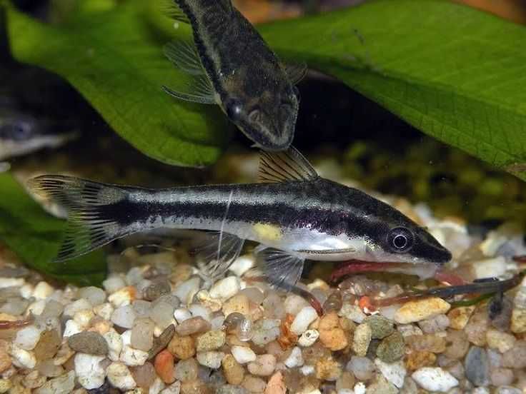 Аквариумный сомик "Отоцинклюс"