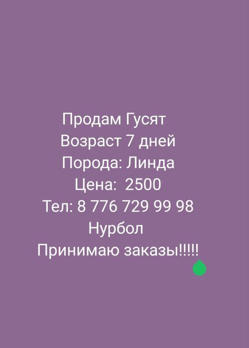 Продам Утят Гусят