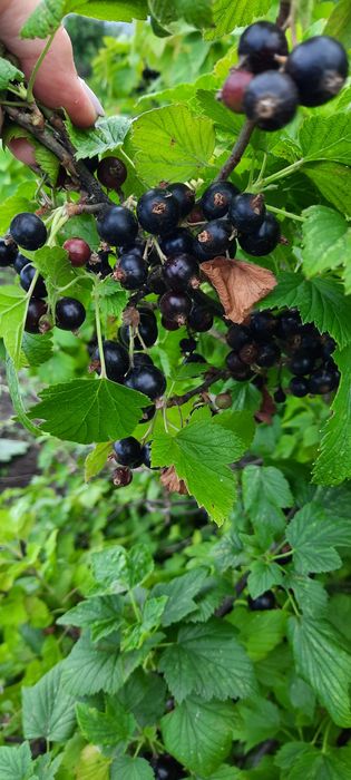 Продам дачу с/т Локомотив.